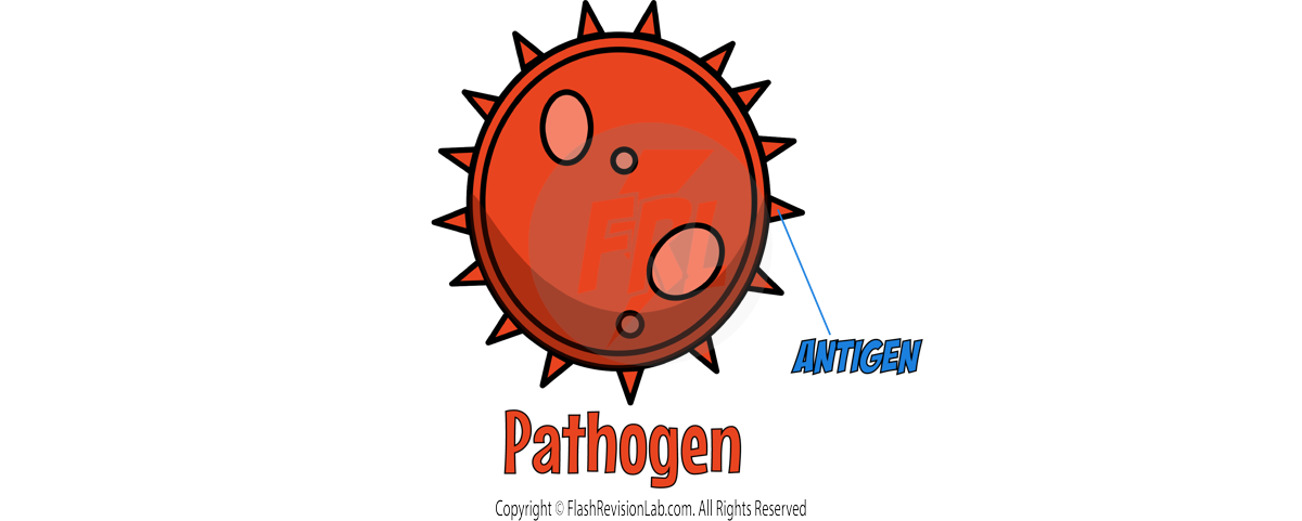 Antigen